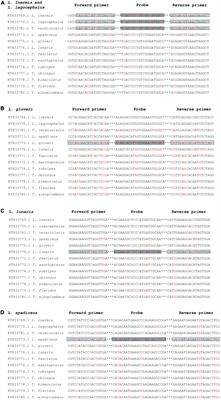 Real-time qPCR for the detection of puffer fish components from Lagocephalus in food: L. inermis, L. lagocephalus, L. gloveri, L. lunaris, and L. spadiceus